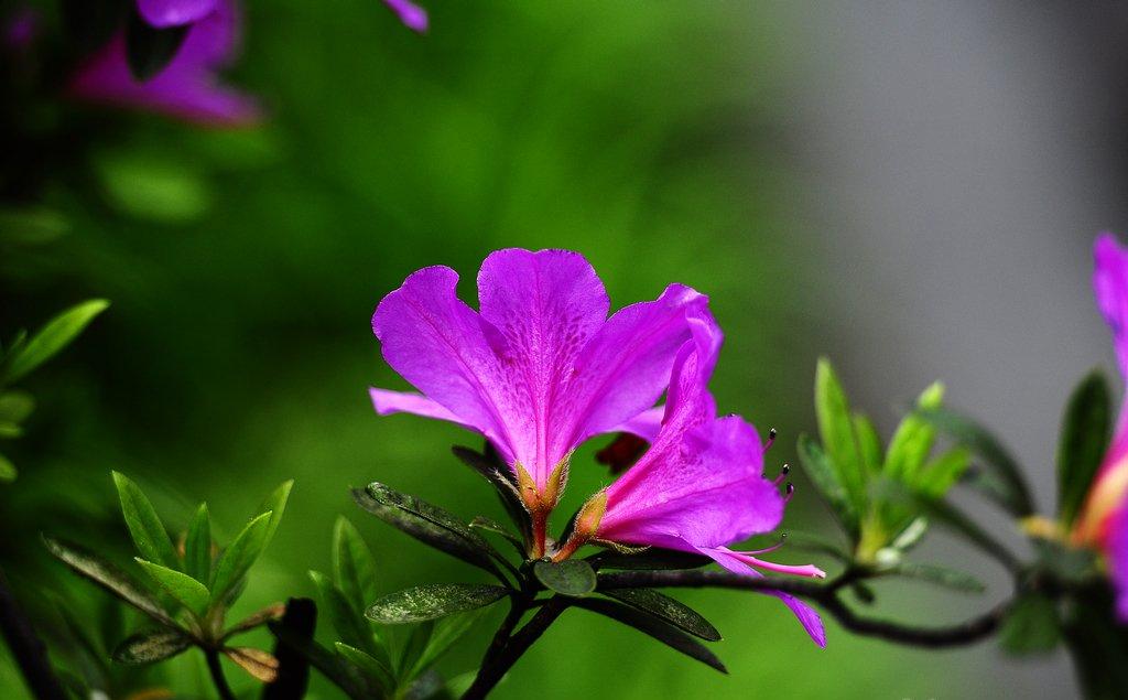 杜鹃花掉叶子原因三 浇水不当
