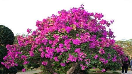 三角梅开花 三角梅开花