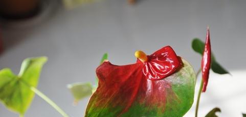 红掌不红是自然现象