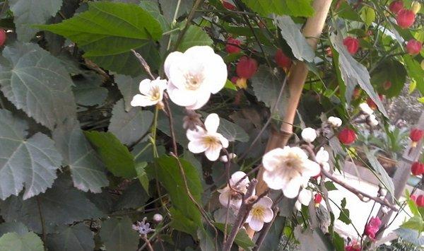 如何防治梅花缩叶病 如何防治梅花缩叶病