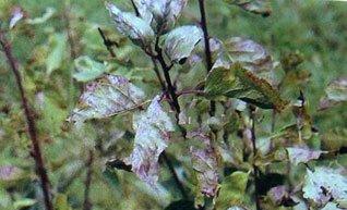 梅花缩叶病 梅花缩叶病