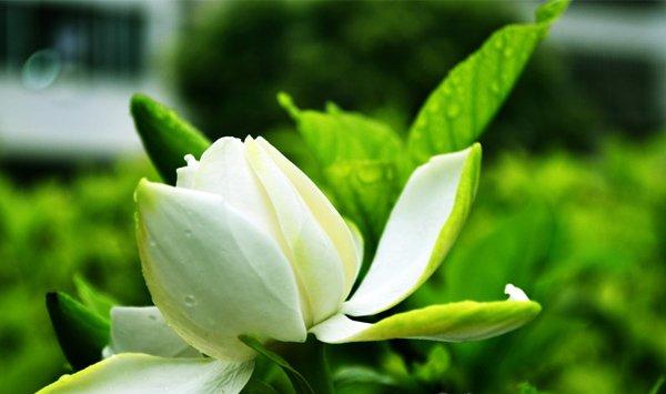 栀子花为什么不开花