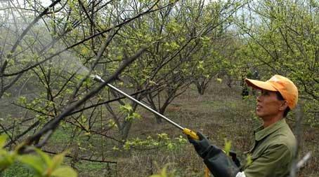 梅花病害 梅花病害
