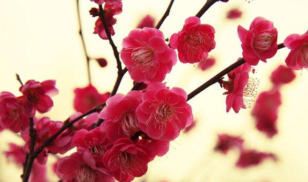 梅花避免药害发生的方法 梅花避免药害发生的方法