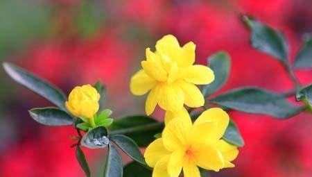 迎春花