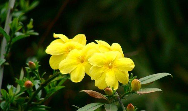 迎春花怎么才能不断开花