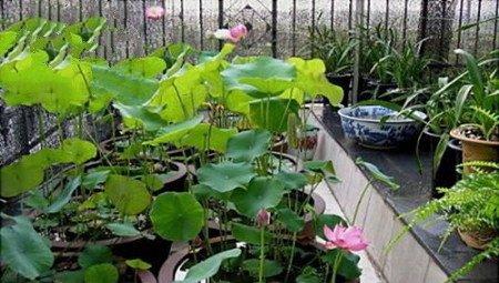 荷花不开花怎么办