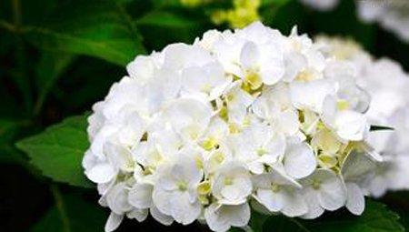 八仙花养护之温度要求