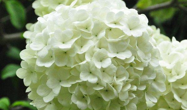 八仙花（绣球花）怎么不开花?