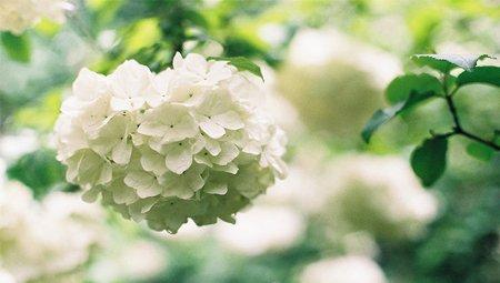 八仙花养护之光照要求