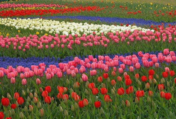 郁金香花海