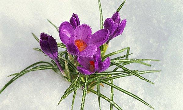 娇俏的藏红花