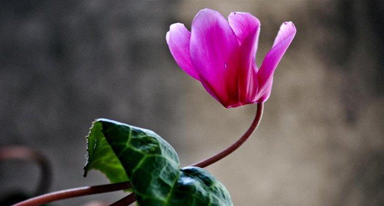 兔子花