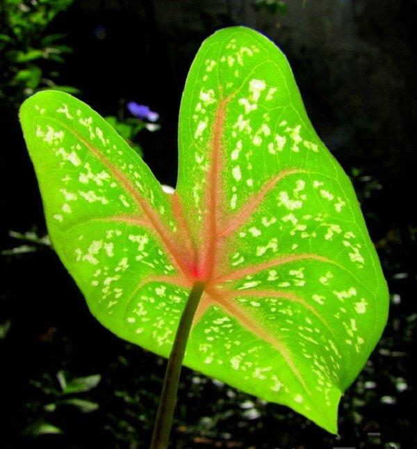 彩色画板五彩芋