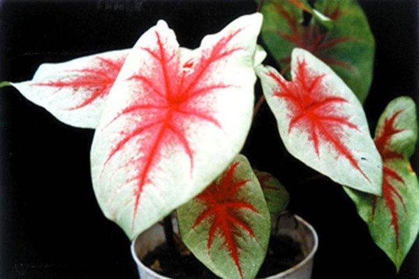 彩叶芋