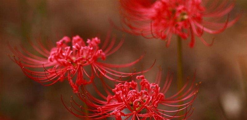 恶魔之花