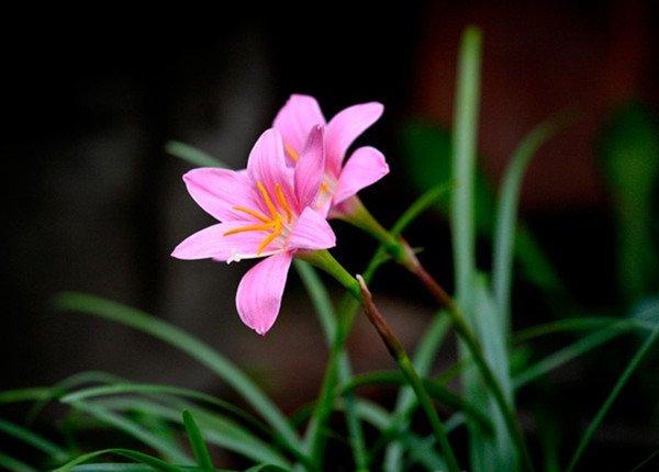 美丽的韭菜莲