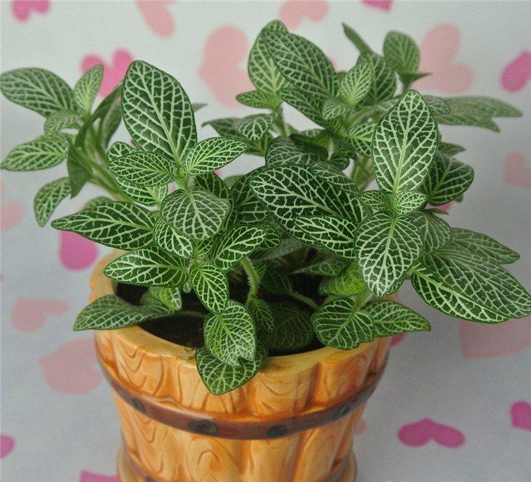 网住你的心——网纹草