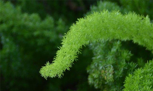 老虎尾巴根