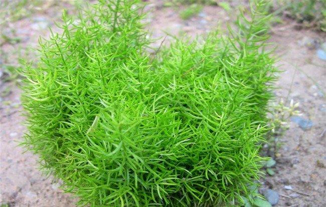 老虎的尾巴——天门冬