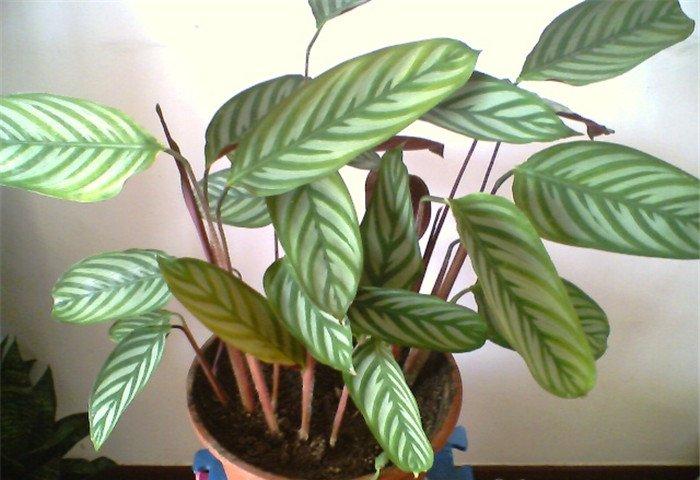 紫背竹芋图片