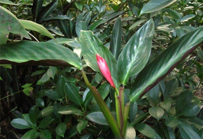 紫背竹芋美图