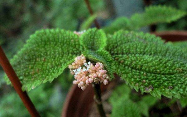 皱叶冷水花开花