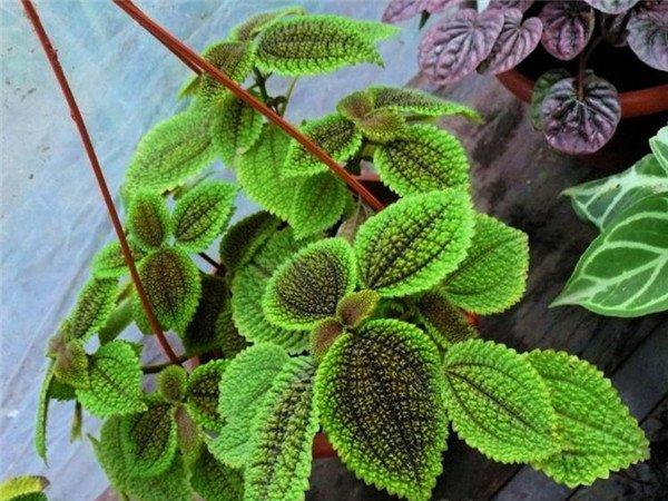 皱叶冷水花
