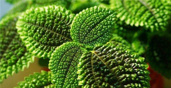 大自然的“礼花”——皱叶冷水花