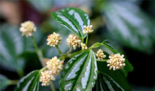 花叶冷水花开花