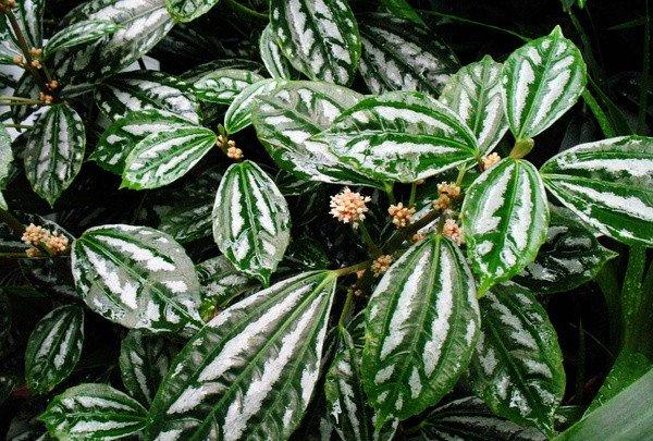 花叶冷水花是装饰的好材料