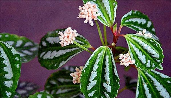 花叶冷水花