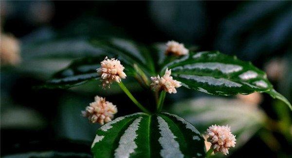 惊艳花名：花叶冷水花