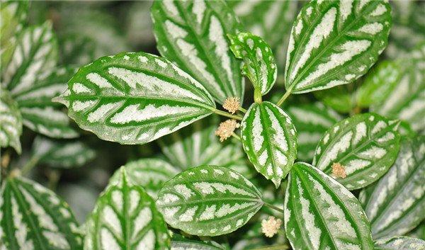 花叶冷水花精美图片