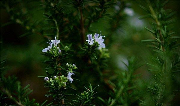 迷迭香小花