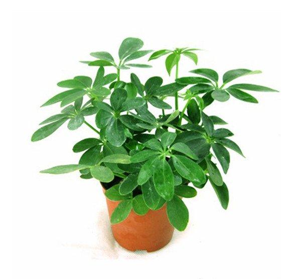 鸭脚木小盆栽