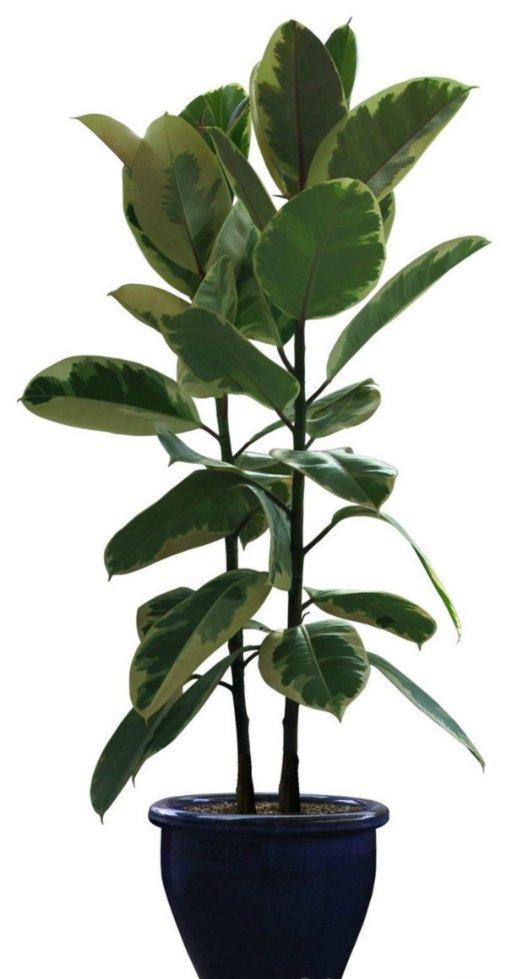 在家种上橡皮树