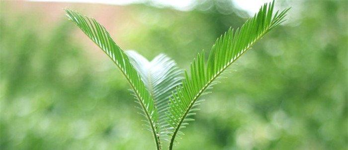 苏铁球图片欣赏