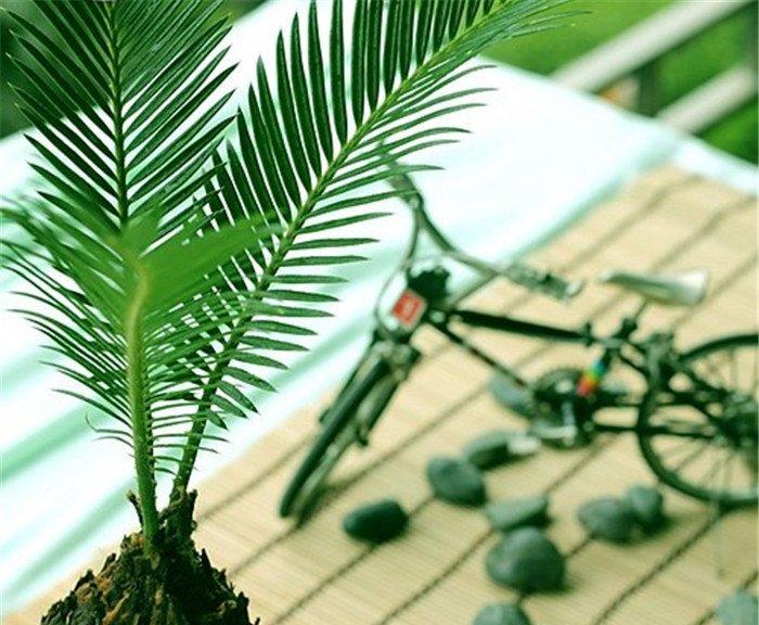 苏铁球图片
