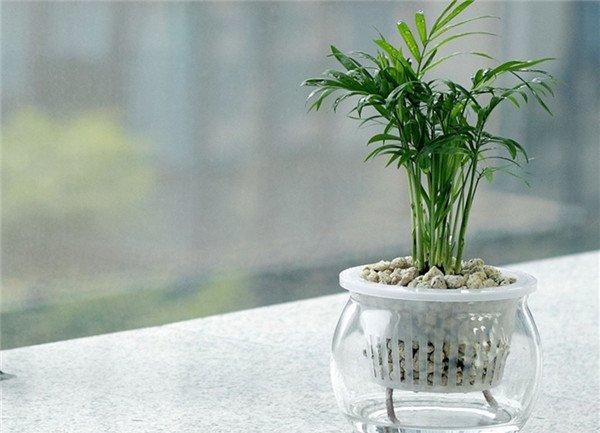 水培袖珍椰子