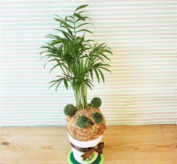 小熊版袖珍椰子