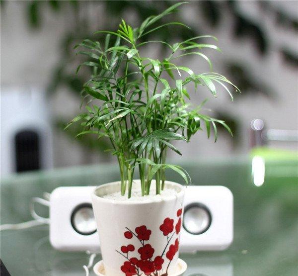 茶几上的袖珍椰子