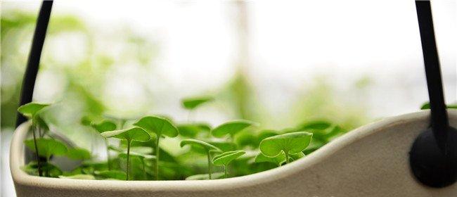 绿油油的马蹄——马蹄金