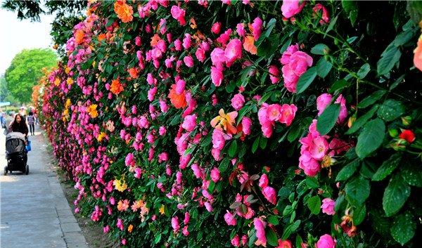 藤本月季花墙