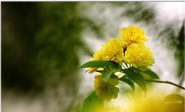 黄色木香花枝条