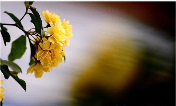 黄色木香花精美图片