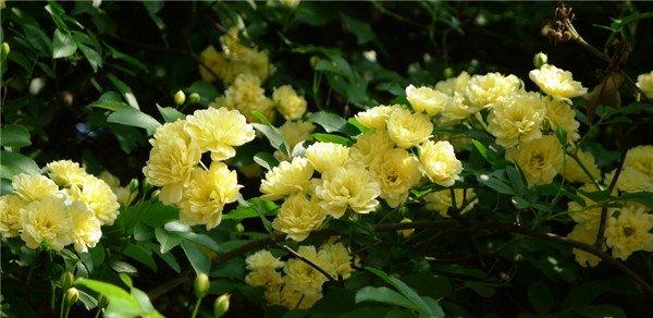 黄色木香花——宜小院，宜暮雨