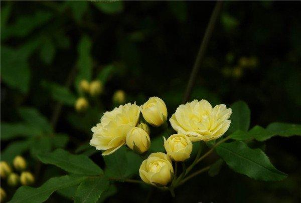 黄色木香花