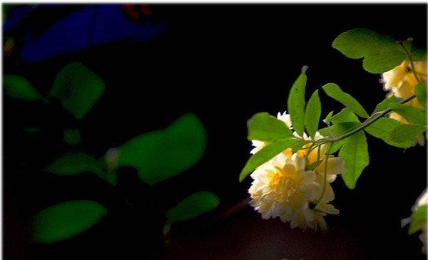 黄中显白的木香花