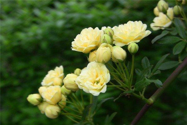 庭院中的黄色木香花